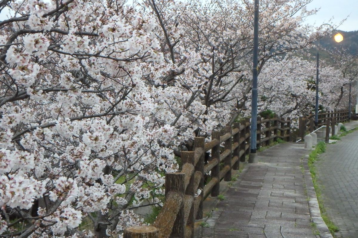 今年の桜のお花見