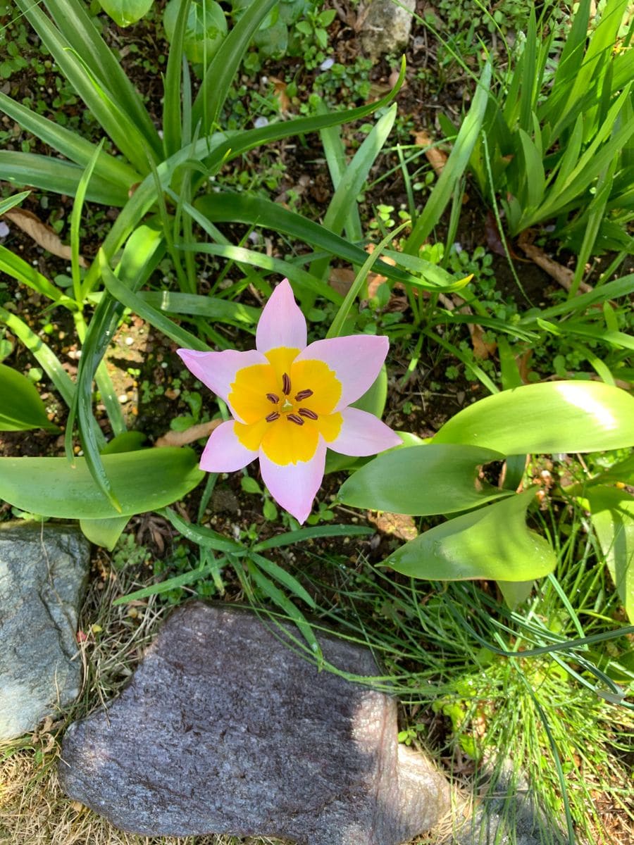 咲きました❁✿✾  ✾✿❁︎