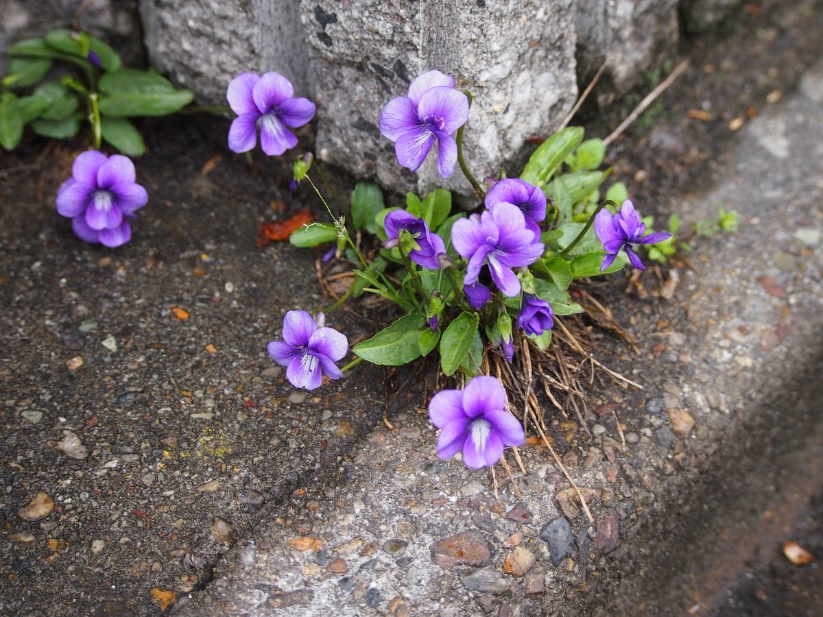 山野草三種