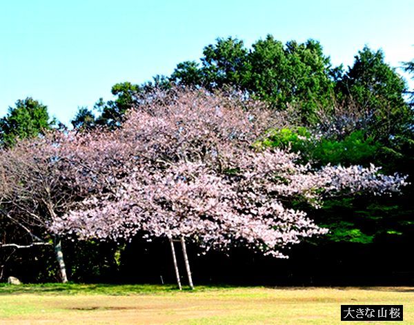 山桜が満開