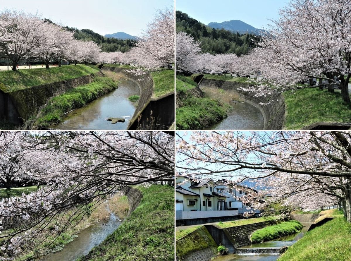 西寒多園の🌸桜並木