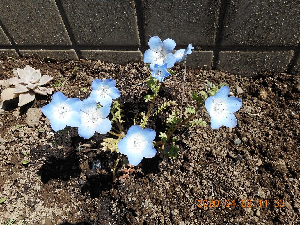 うちのネモフィラ・豌豆の花