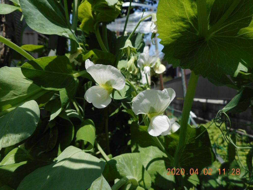 うちのネモフィラ・豌豆の花