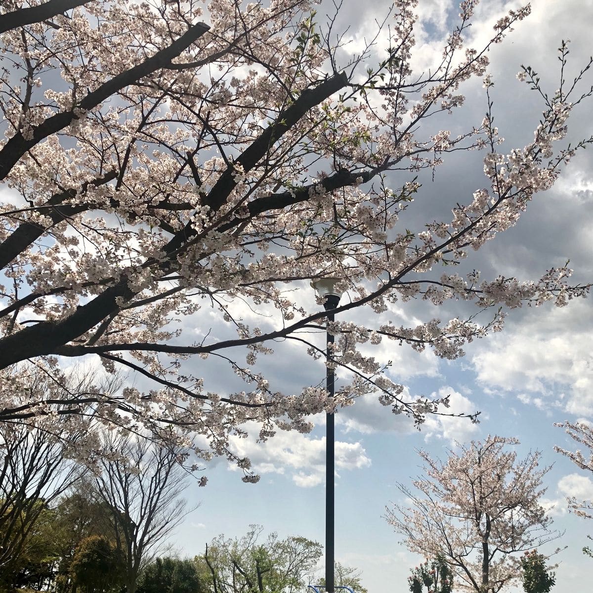 思いがけず、桜。