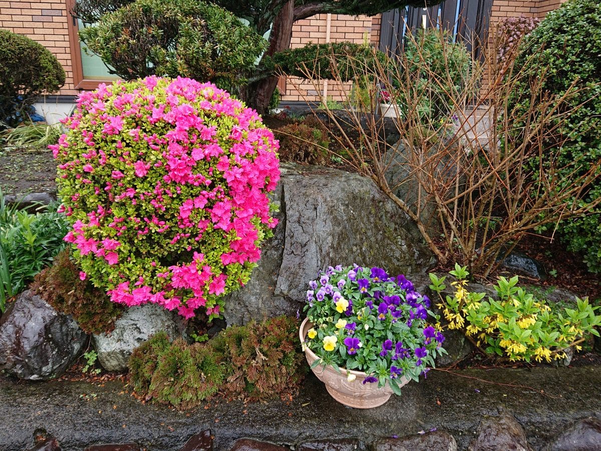 やっぱりお花は癒される