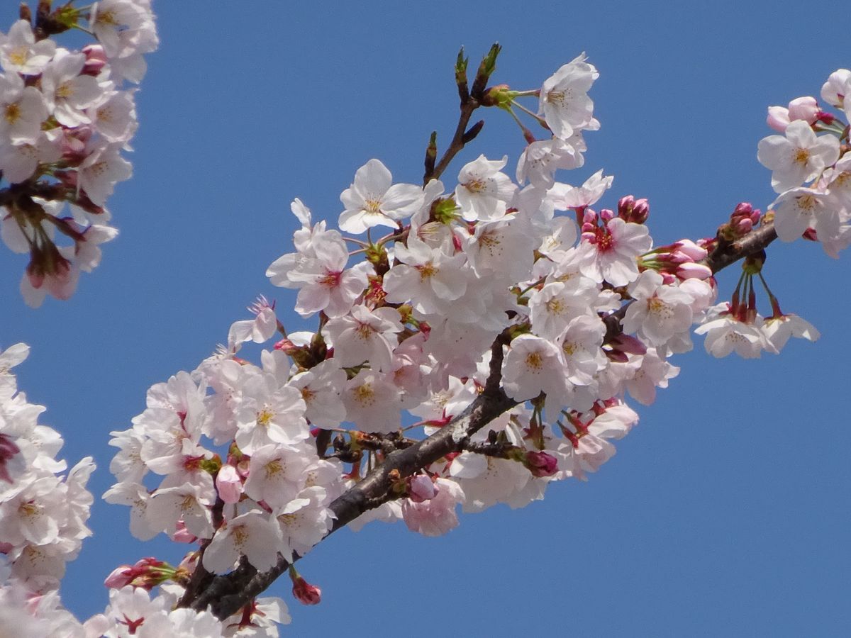 そろそろ桜も