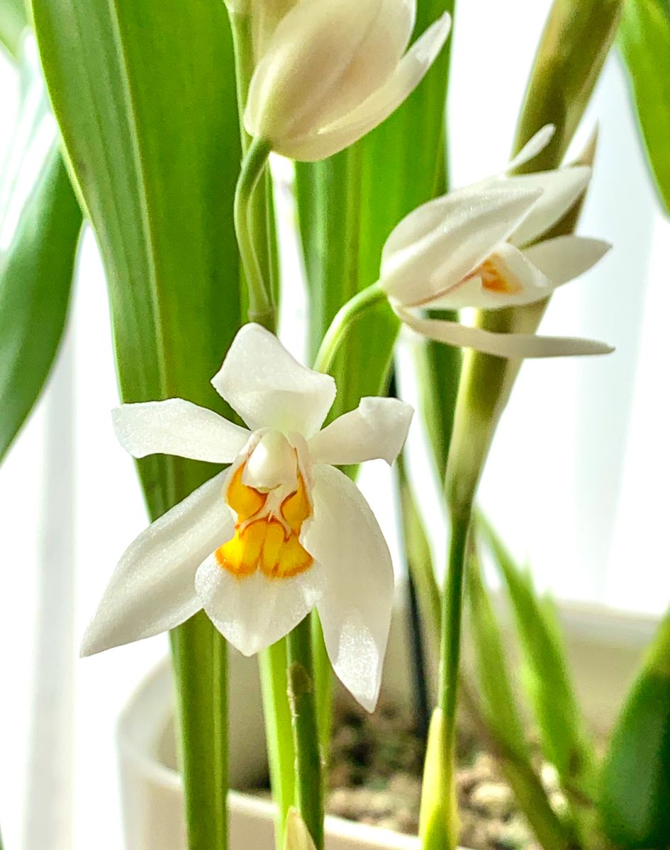 小さなお花が、開花始めました。