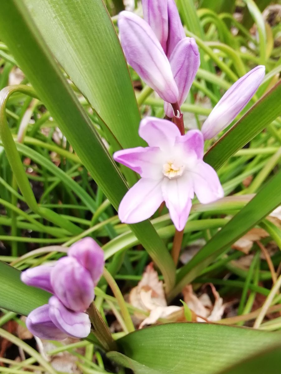 庭の花