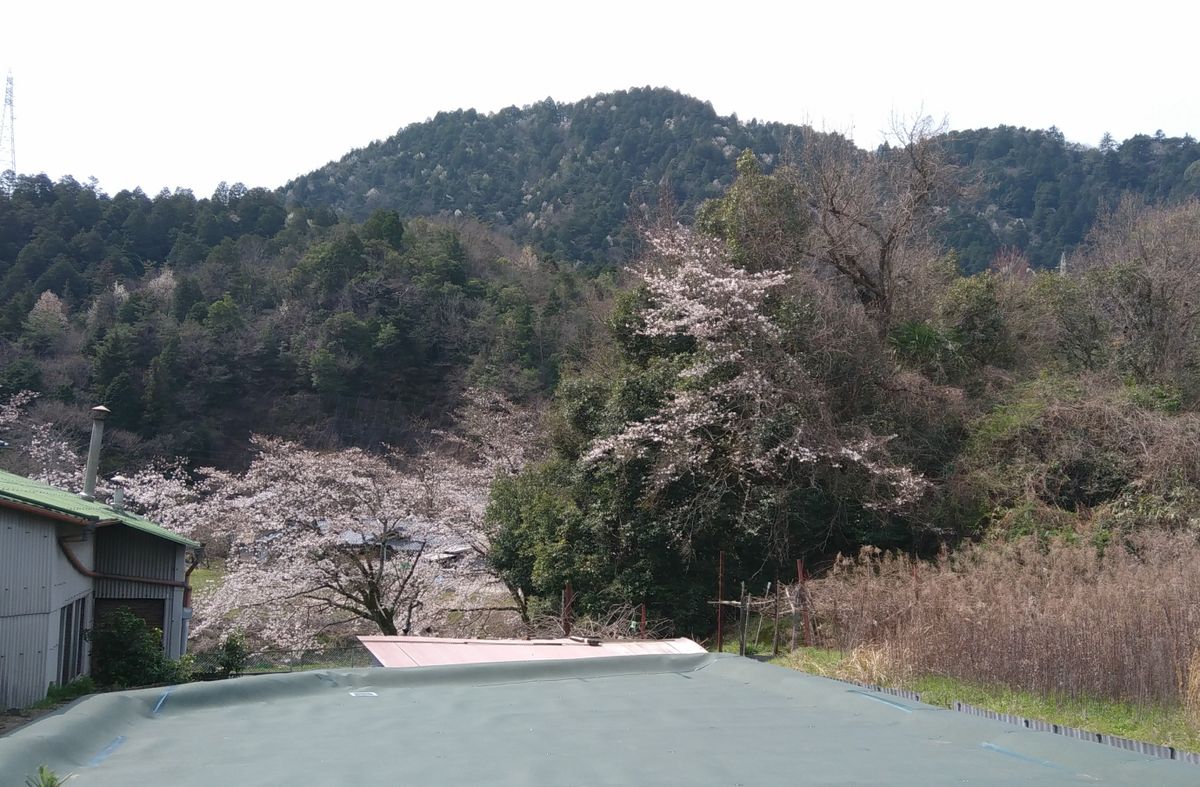 桜咲く