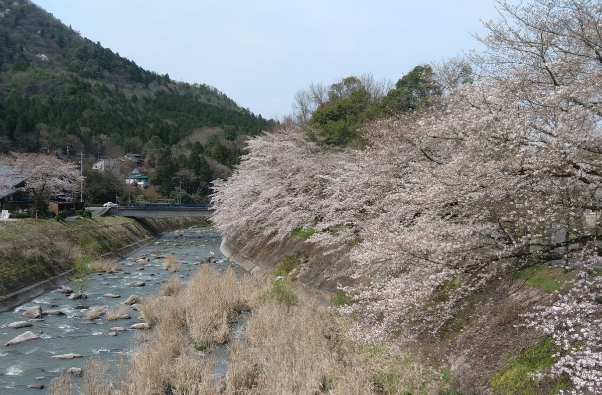 桜咲く