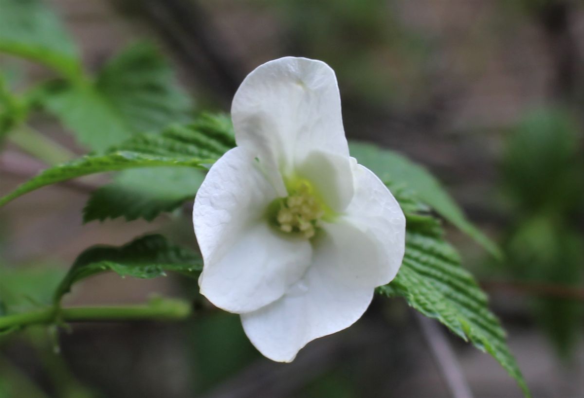 開花途中の白山吹