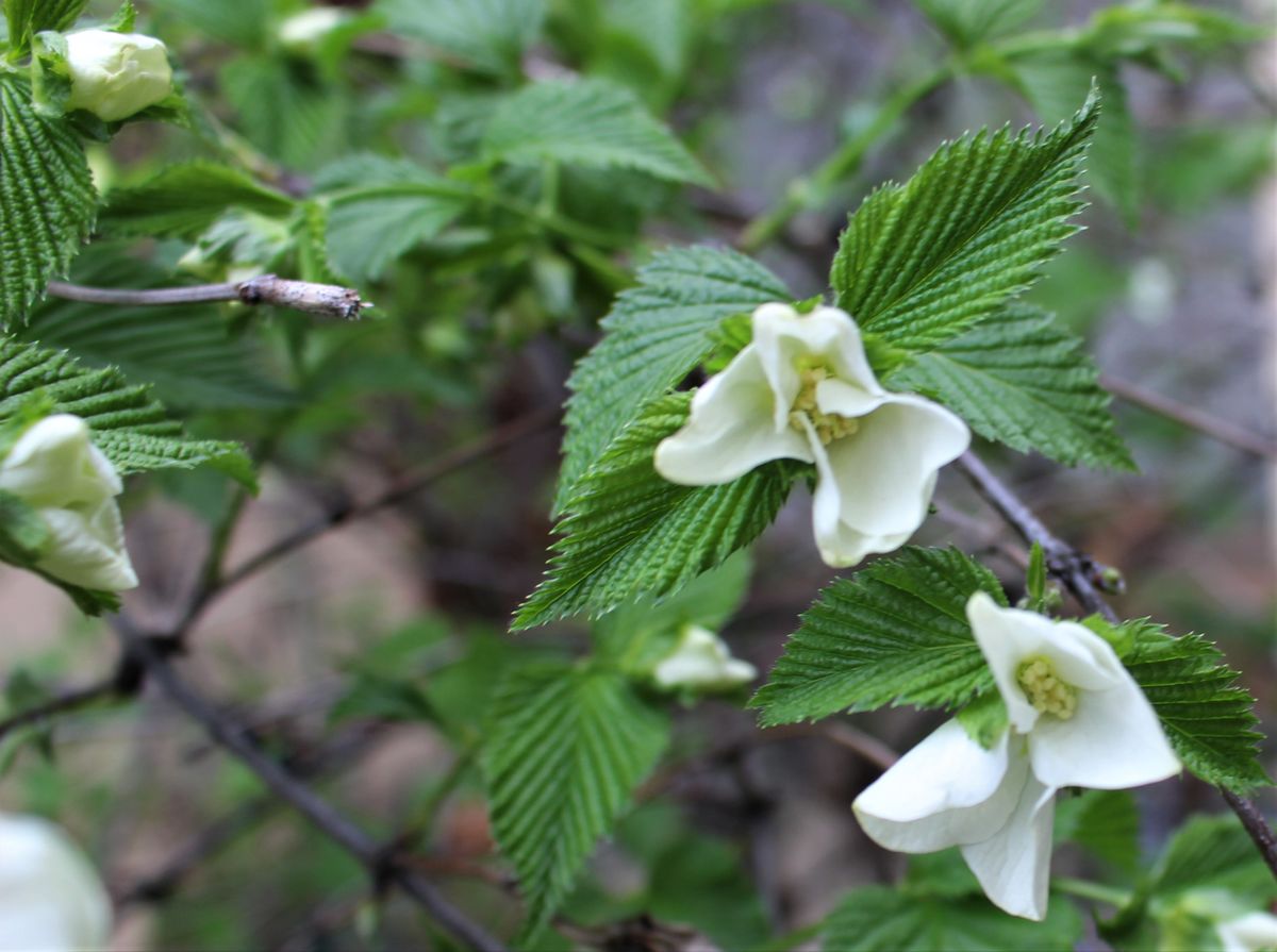 開花途中の白山吹