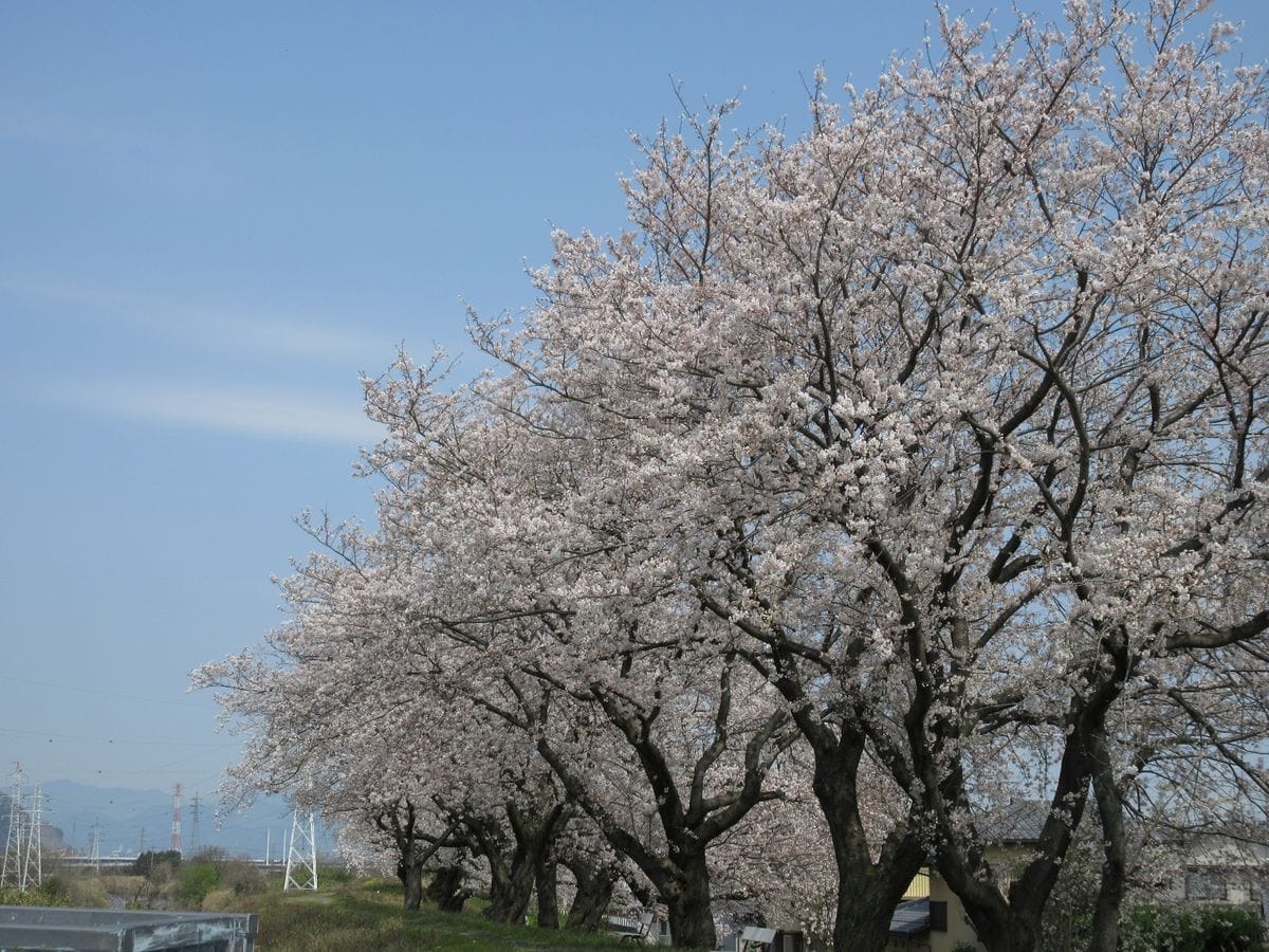 お花見ウオーキング