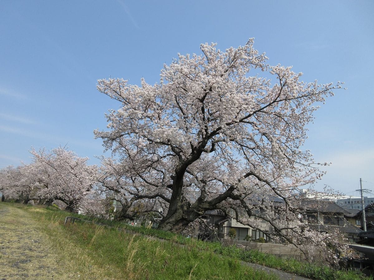 お花見ウオーキング