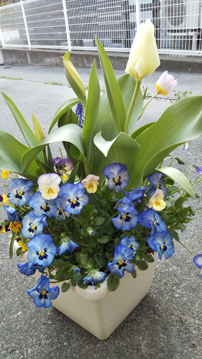 今日の寄せ植えは、これ😆