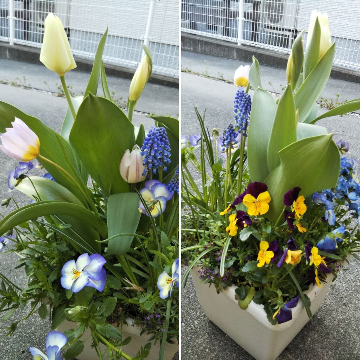 今日の寄せ植えは、これ😆