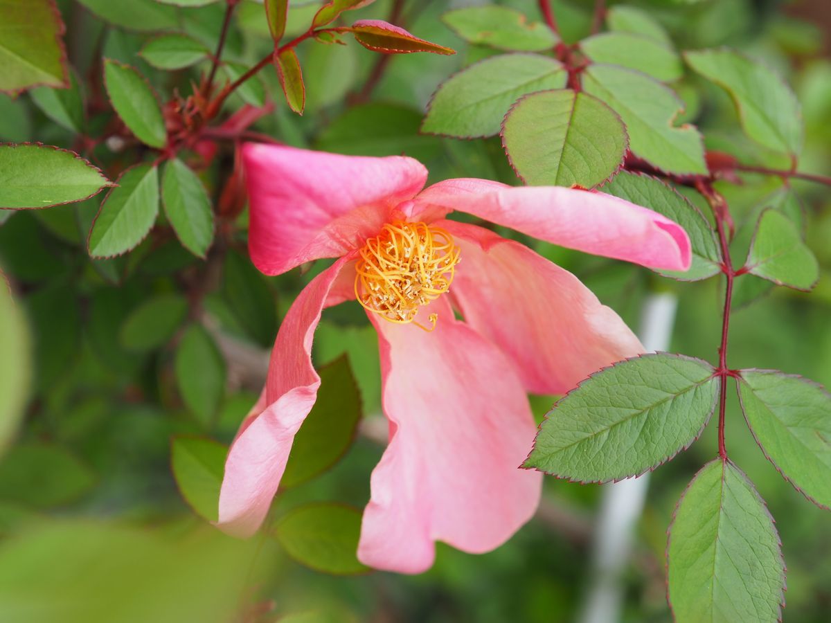 日本桜草とバラ、ムタビリスの開花