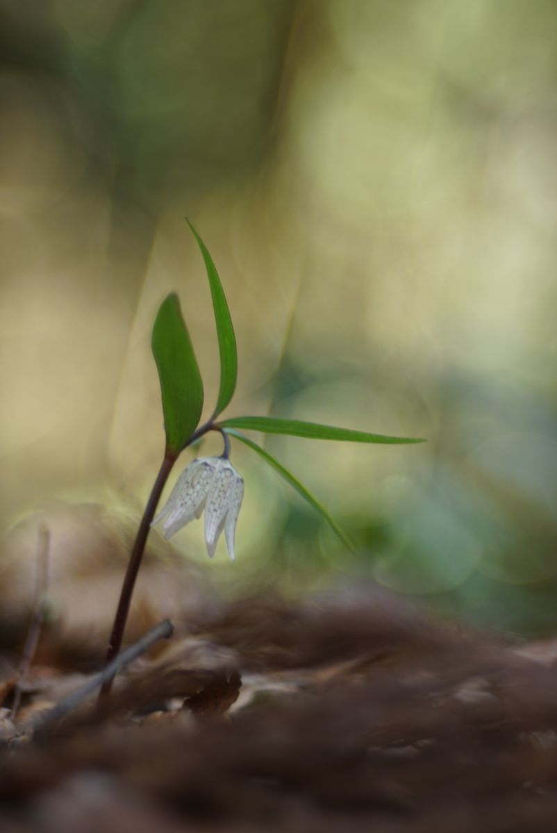 里山のカタクリたち