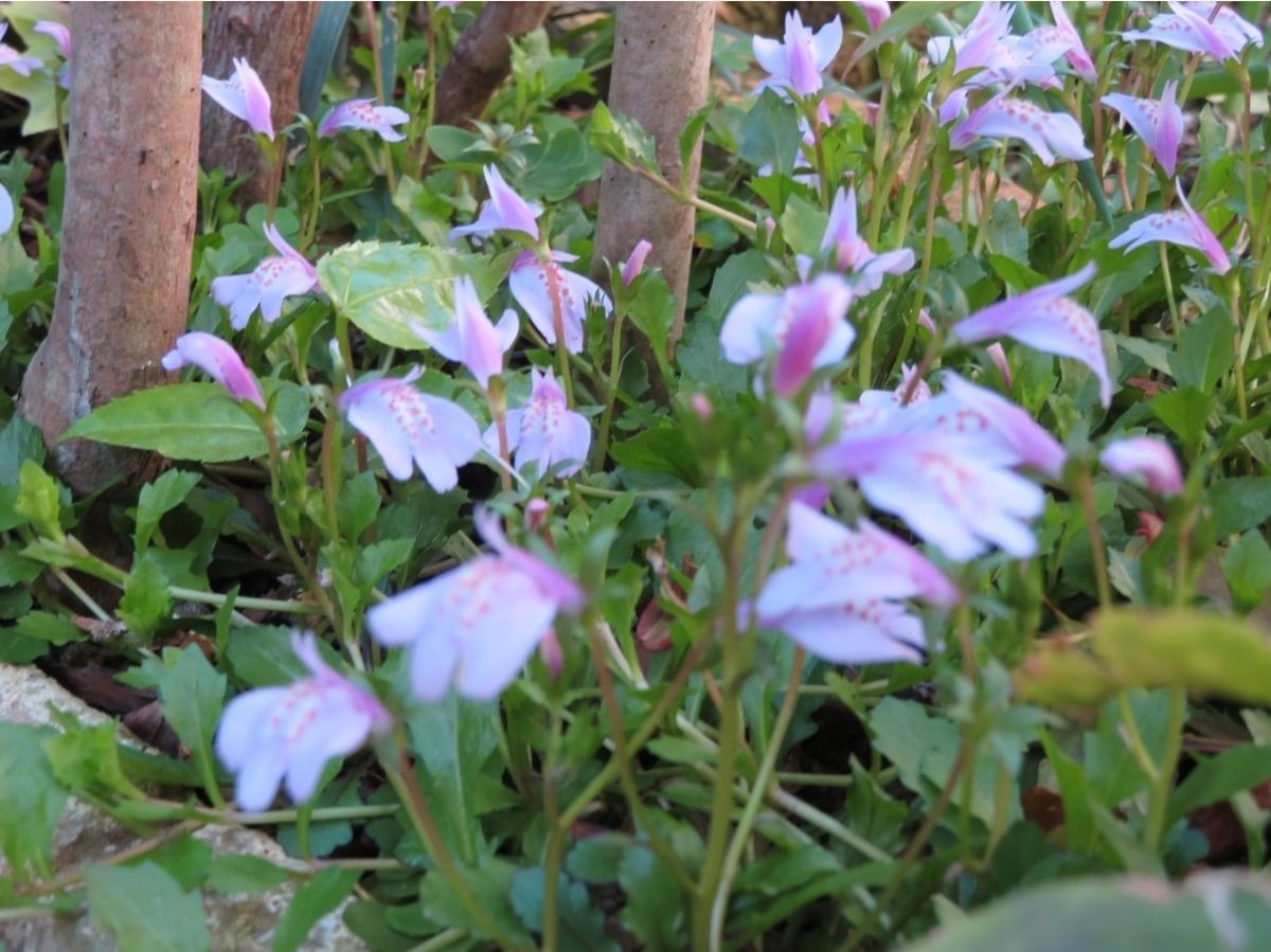 🌻今日の花たち🌻その49