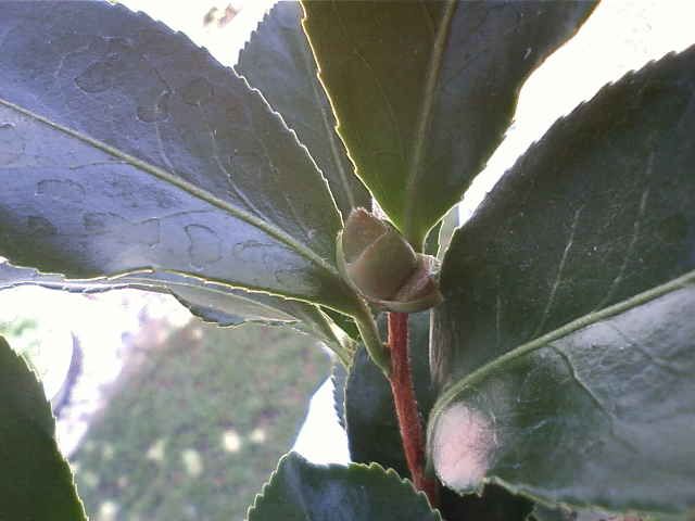 木立性ベゴニア　千日紅　山茶花