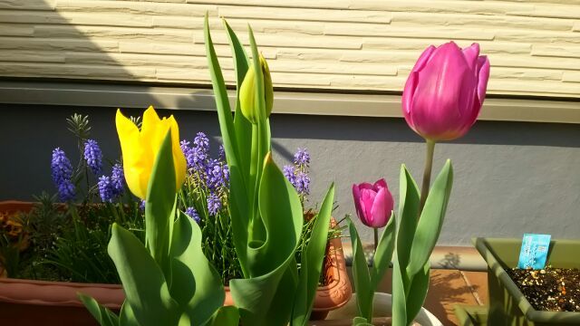 今日の開花