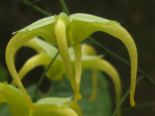 イカリソウのバオジゲンセ