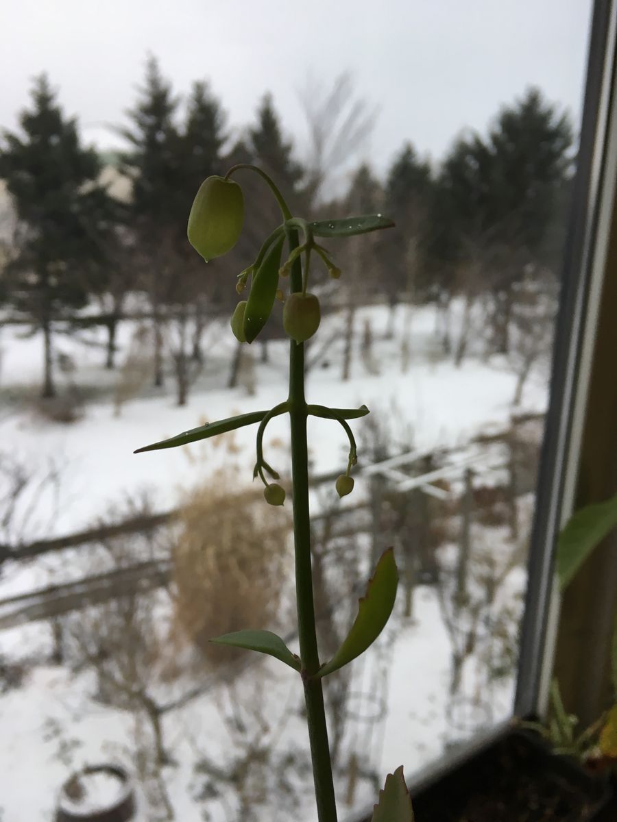 セイロンベンケイソウの花