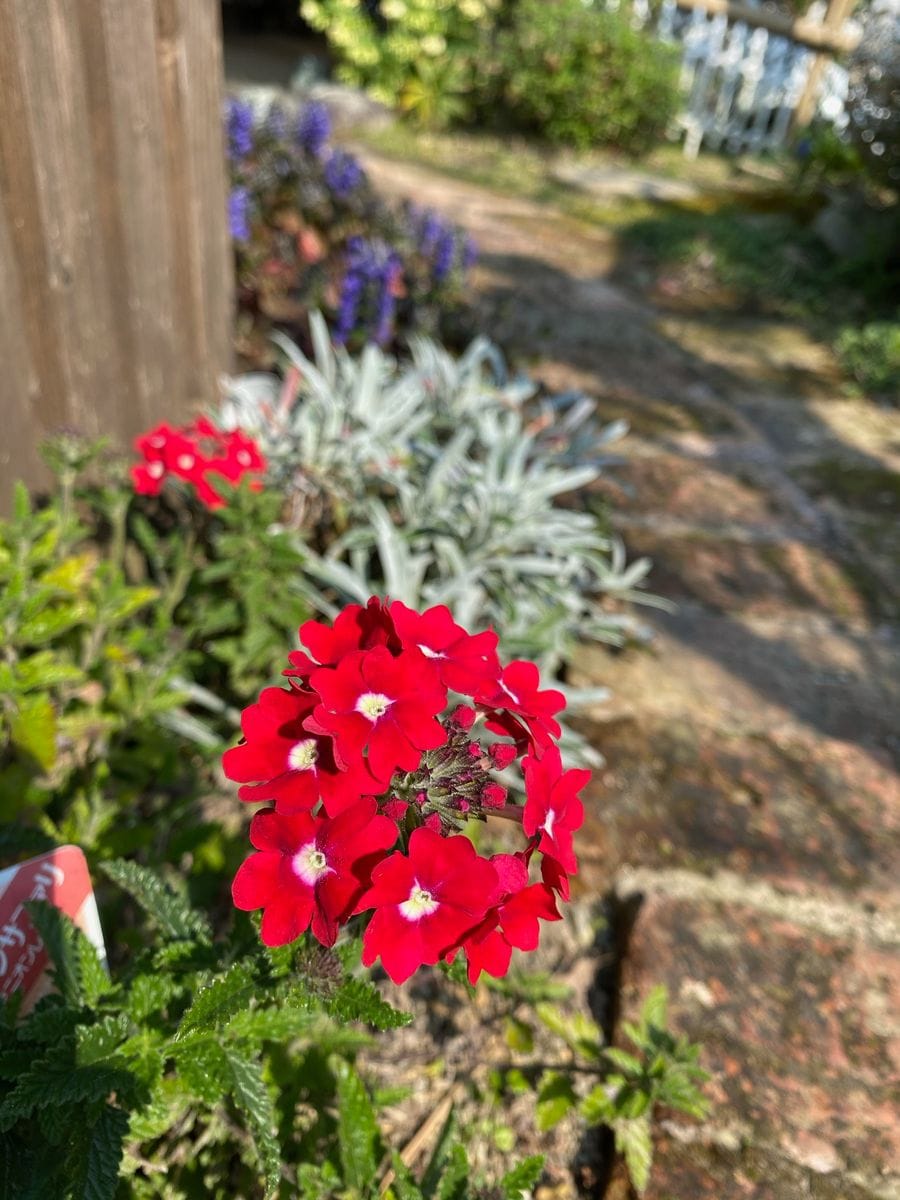 植えっぱなしの花達