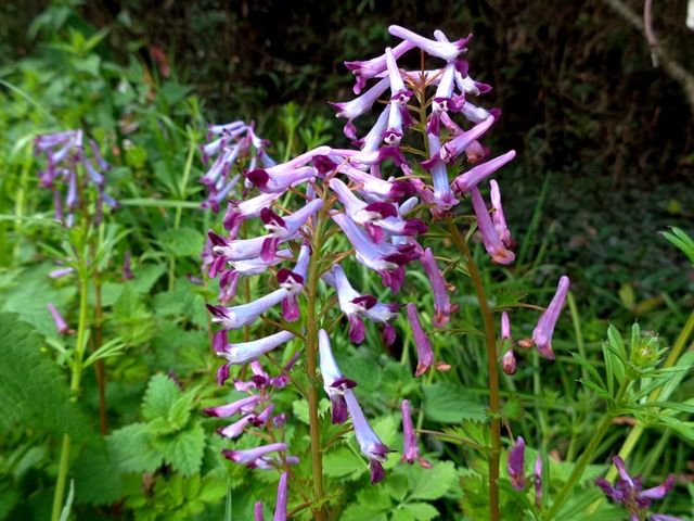 野の花②