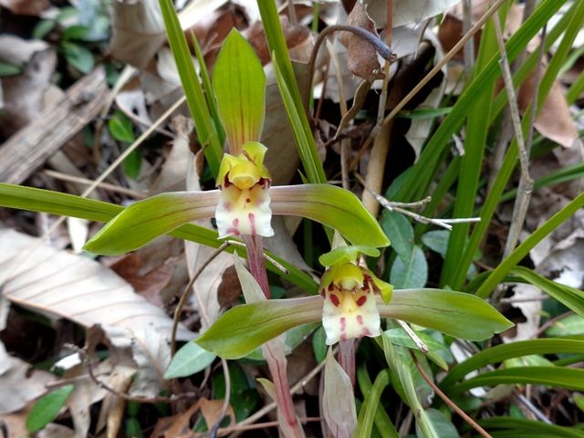 野の花②