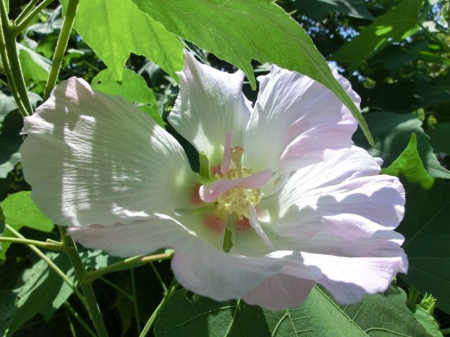 酔芙蓉・色の移り変わり