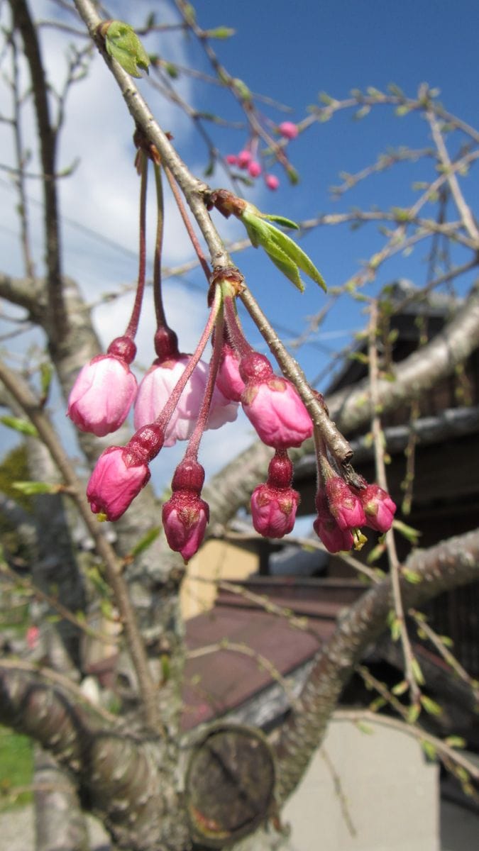 町の🌸いっぱい運動-八重紅枝垂れ桜