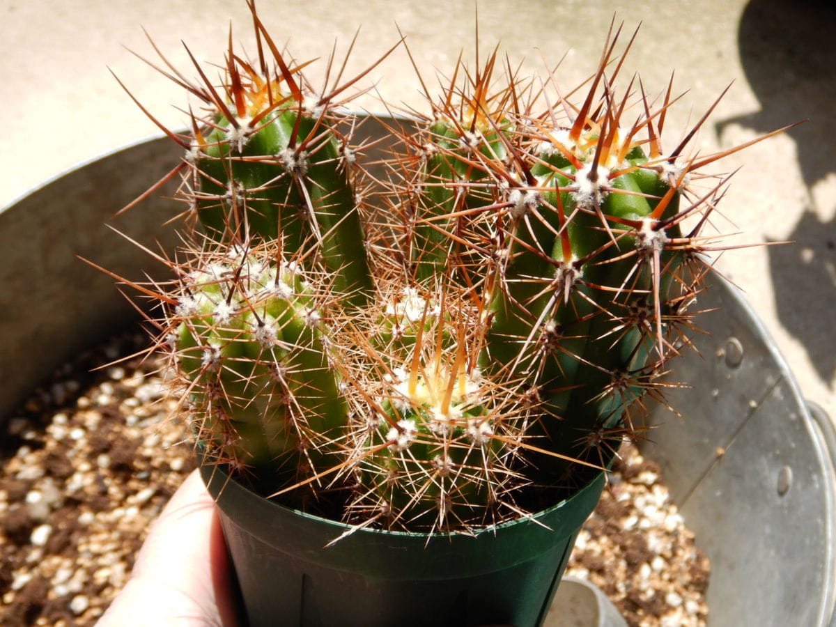 Echinopsis werdermannianus