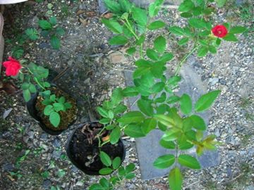 今朝の庭から　赤い花の開花