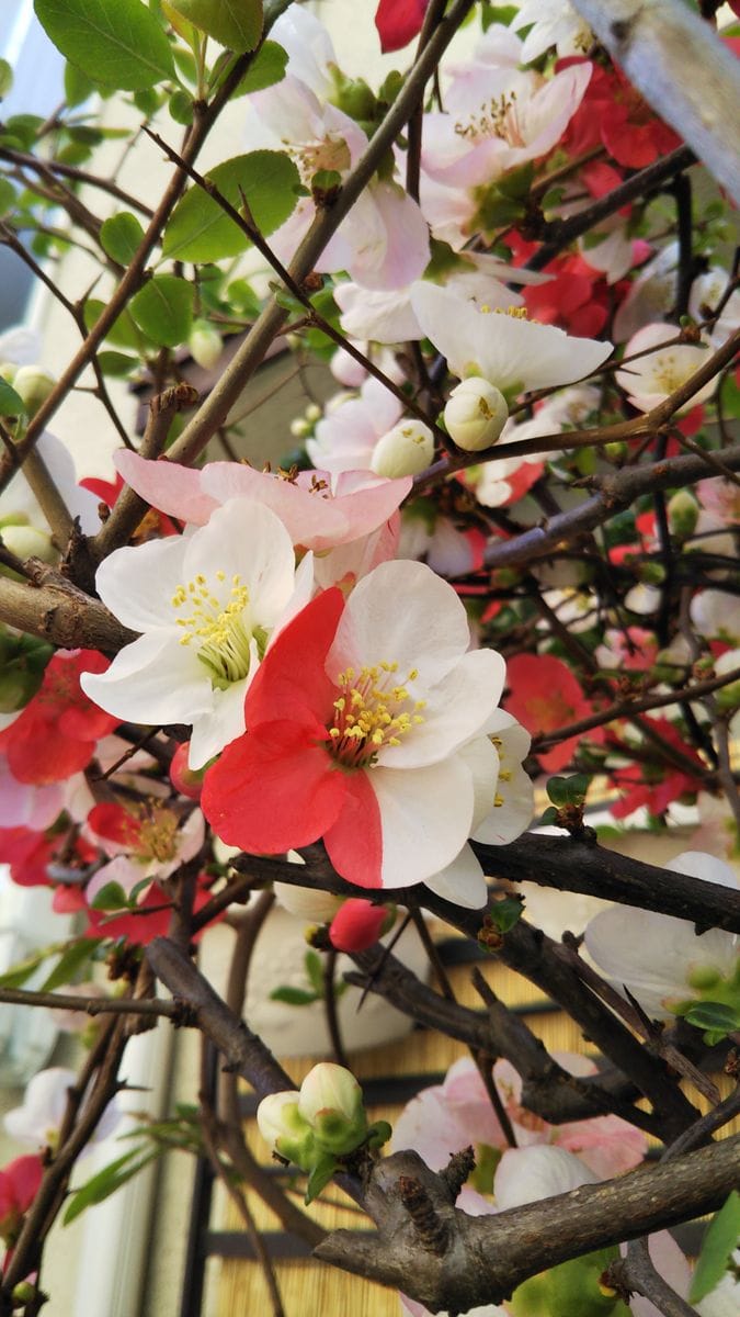 春の花壇と不思議な二色の花