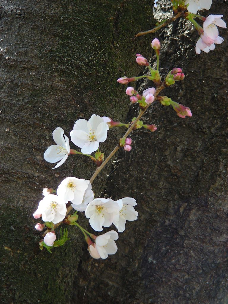 「ソメイヨシノ」の気になる花の咲き方。
