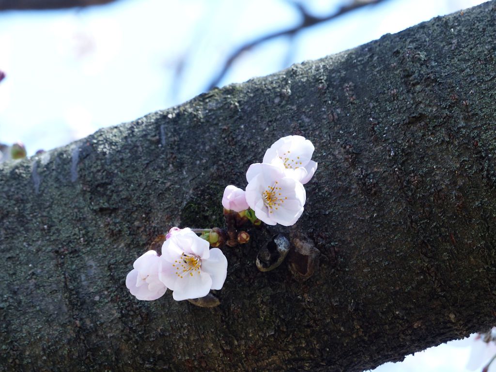 「ソメイヨシノ」の気になる花の咲き方。