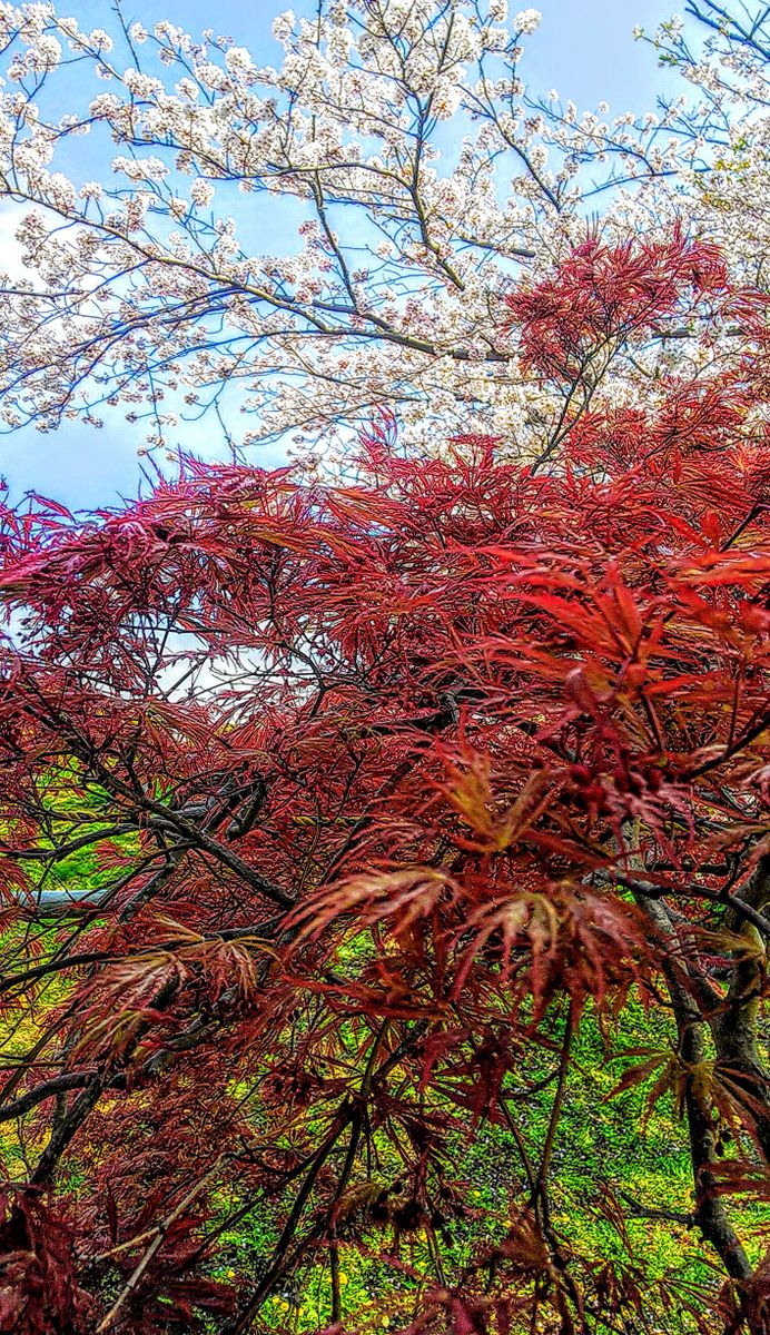 お隣のお寺の紅葉🍁