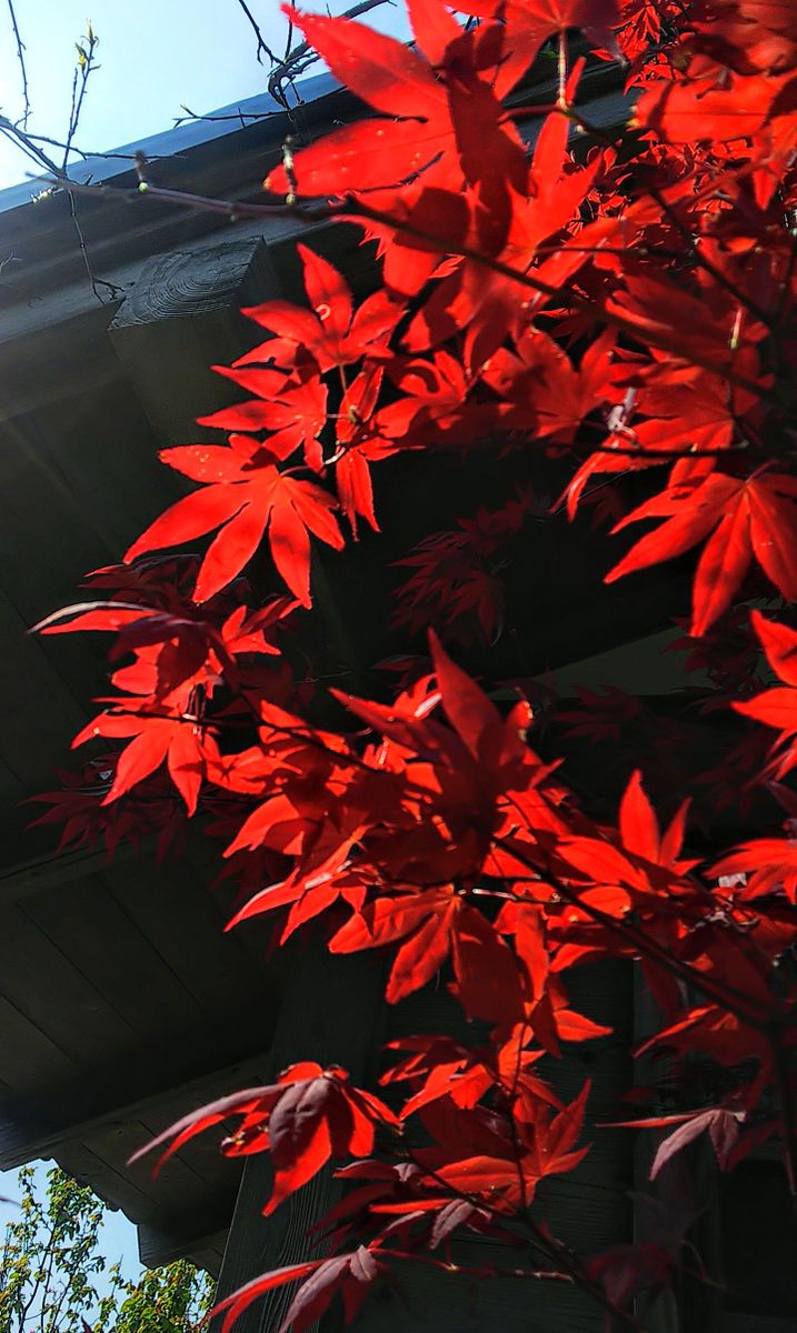 お隣のお寺の紅葉🍁