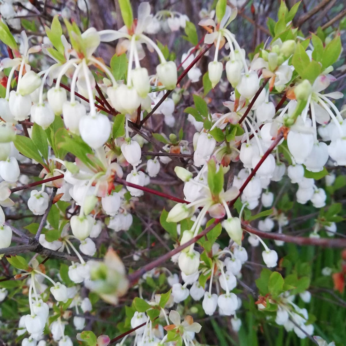 快晴。冷たい。サクランボ🍒。ドウダンツツジ。桜🌸。