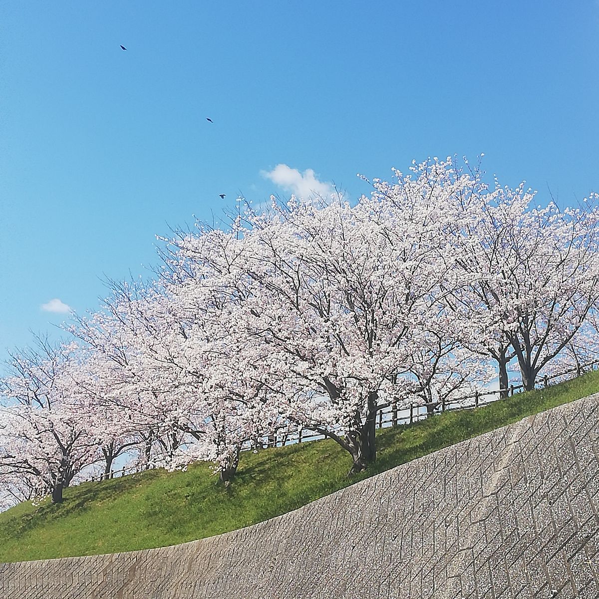 快晴。冷たい。サクランボ🍒。ドウダンツツジ。桜🌸。