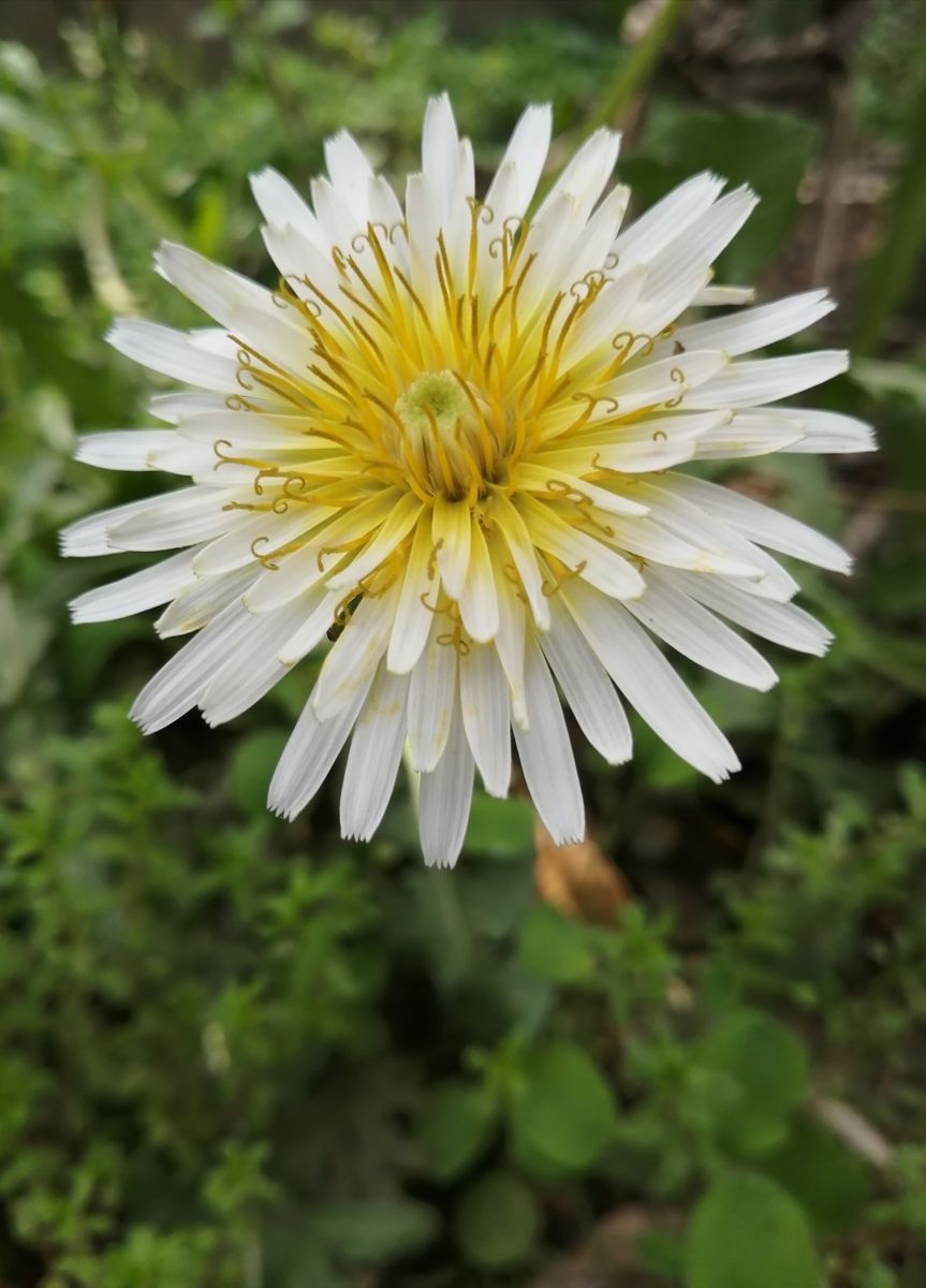 白花タンポポ　　と　　アネモネ　が咲きました。