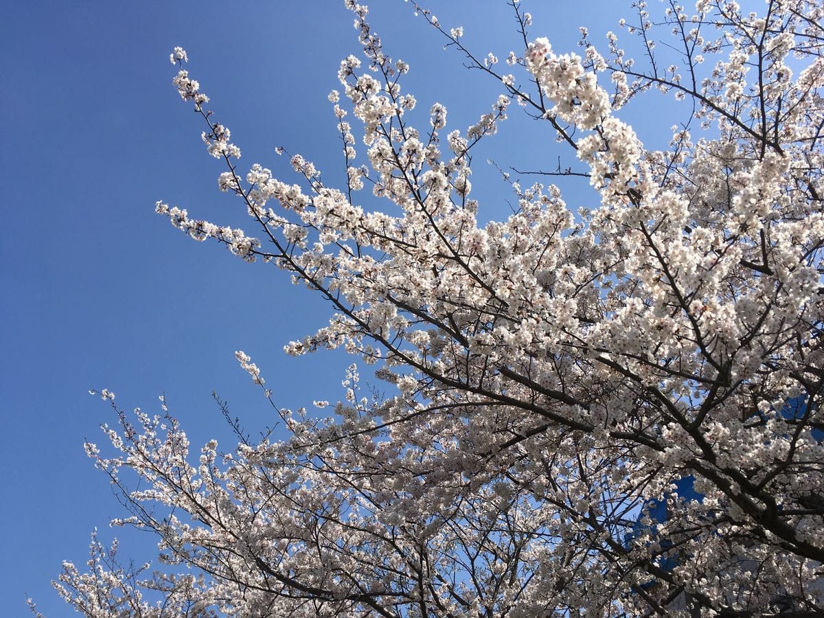 桜舞い散る