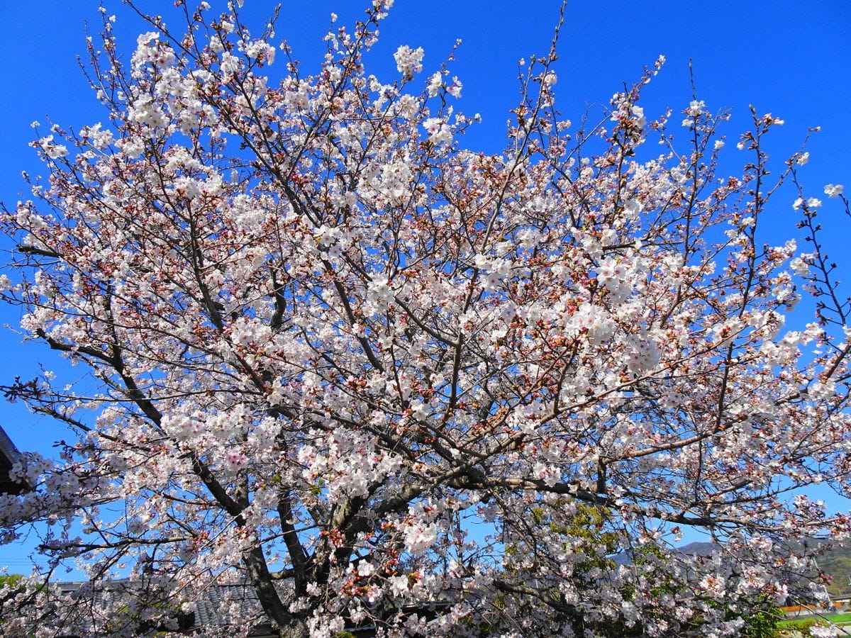 快晴続く・・・