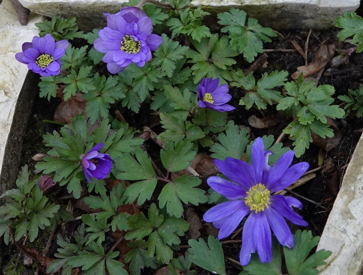 地味だけれど好きな花　２