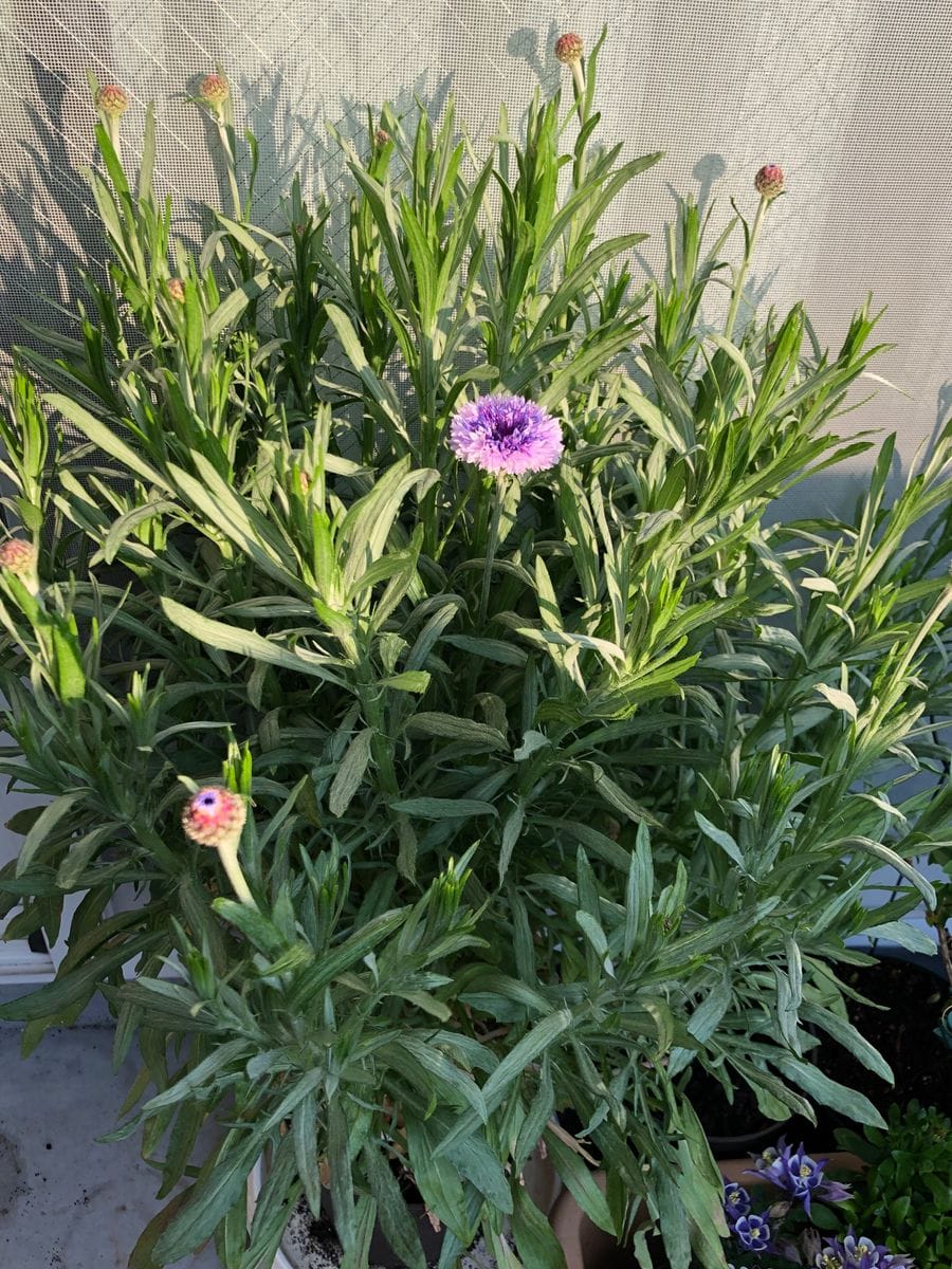 今朝の矢車草🎵