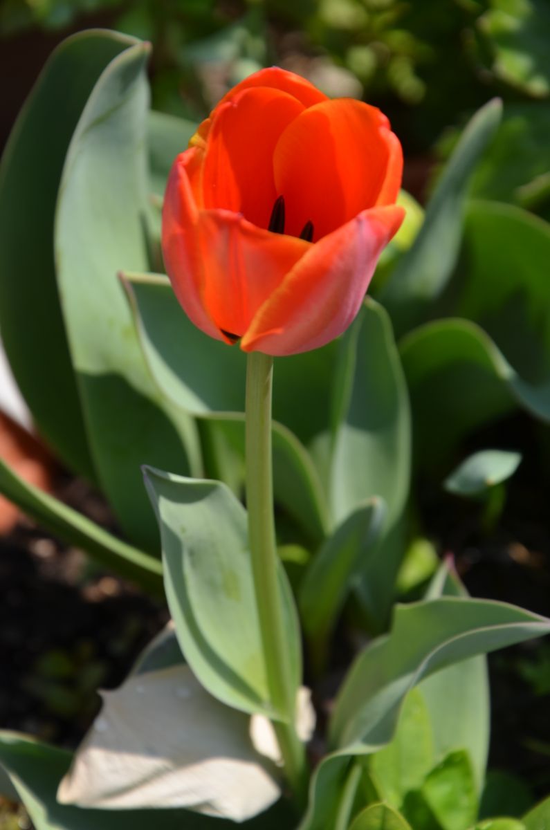 チューリップの花が咲いた、赤白黄色🎵