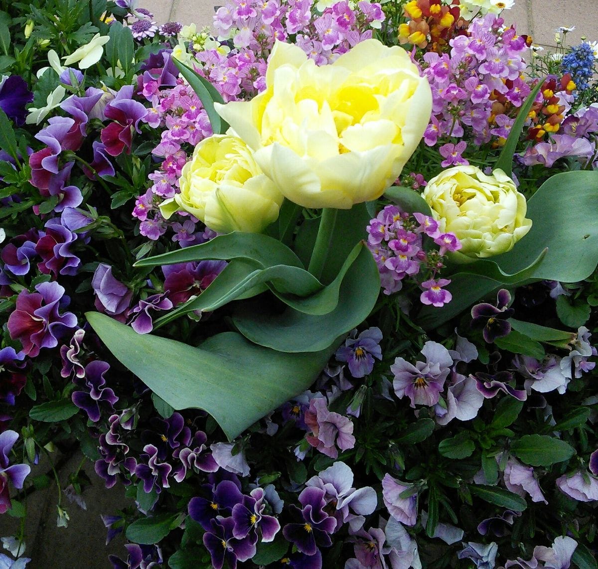 🌼庭の花に癒されます～🎶