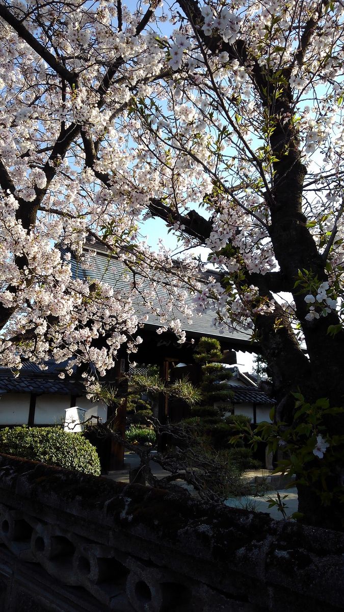 ☆通勤路の桜☆