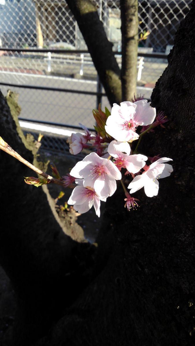 ☆通勤路の桜☆